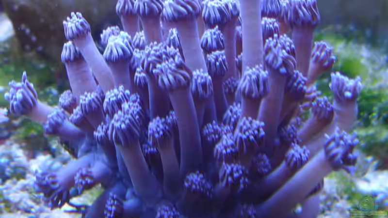 Goniopora blau von .uschi (19)