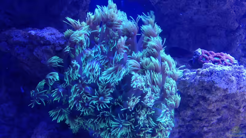 Goniopora djiboutensis von ~Elena~ (24)