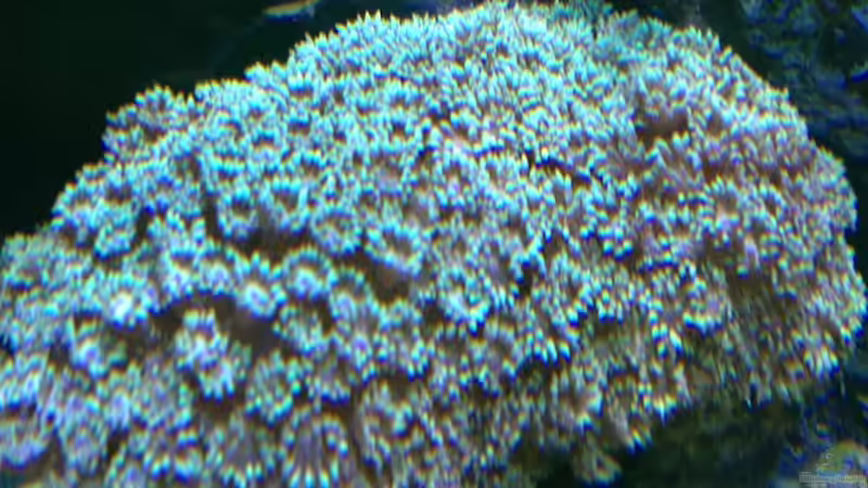 Goniopora grün/gelb von Andreas Stiller (74)