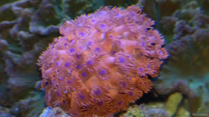 Goniopora lobata von Leni13 (4)