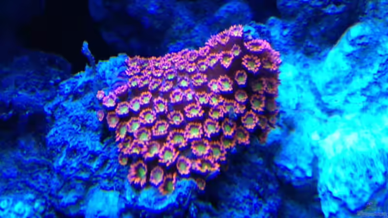 Goniopora Orange / Gelb ( sehr selten ) von Andreas Stiller (54)