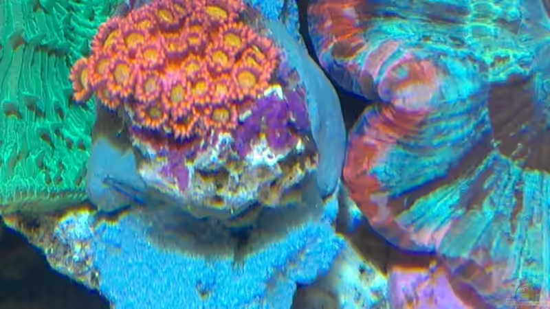 Goniopora Rot/Gelb von Jens Mühlenbeck (28)