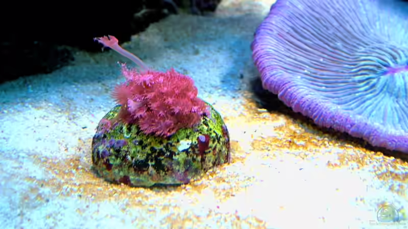 Goniopora rot von .uschi (20)