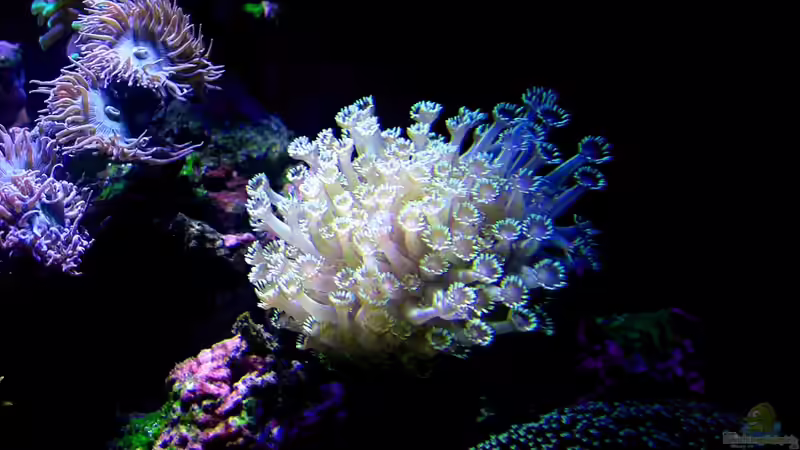 Goniopora türkis von .uschi (21)