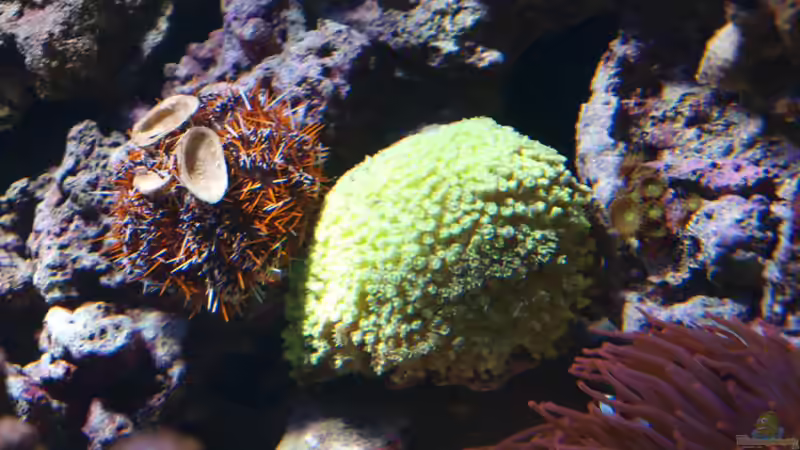 Goniopora von Christian Holtkamp (15)