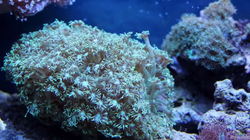 Goniopora von die Perle... (9)