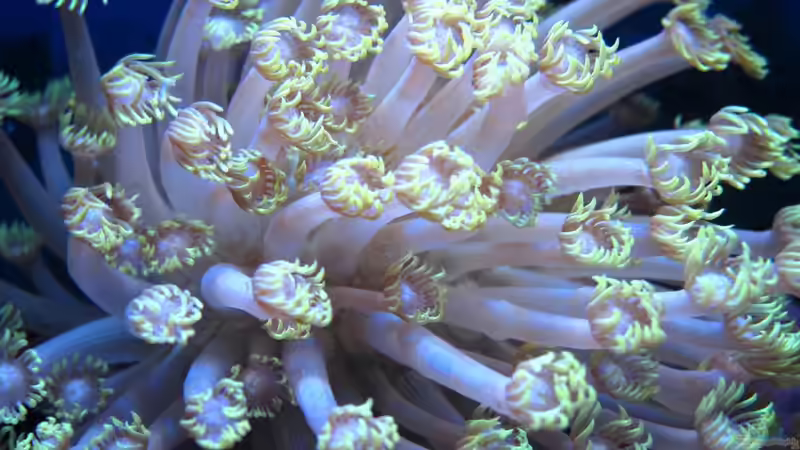 Goniopora von garnelenhunter (9)