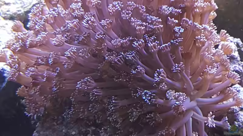 Goniopora von Kai Heermann (20)