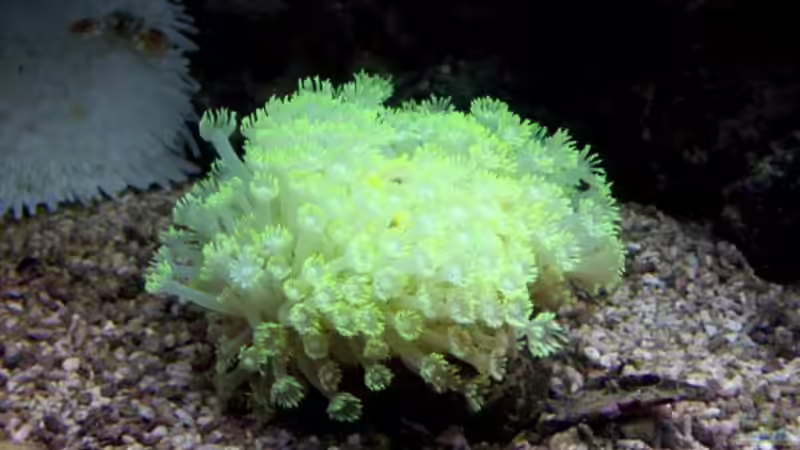 Goniopora von Lars Leonhardt (22)