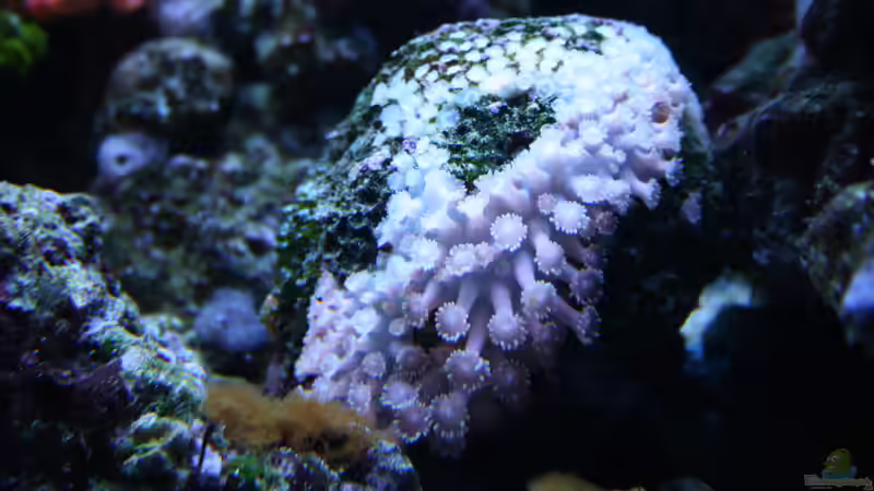Goniopora zum Aufpäppeln 24.12.2017 von Susanne Axt (30)