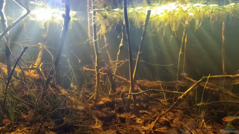 Good morning mood von Rainooo (32)