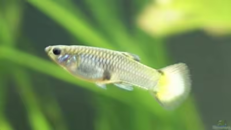 Goppy Weibchen  von Stony (9)