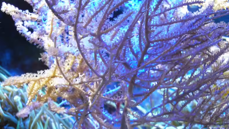 Gorgonie - Muricea atlantica von Jens Kändler (12)