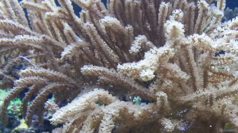 Gorgonie ! von urbi (105)