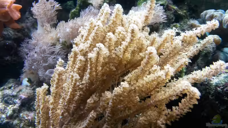 Gorgonie Braun von Truthahnmann (47)