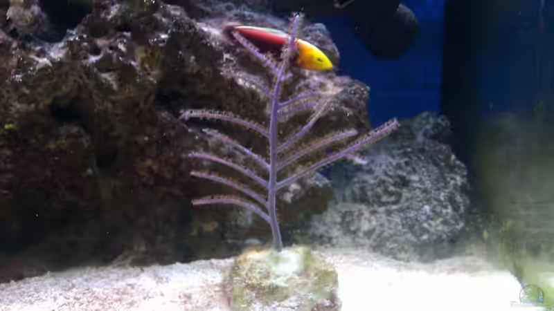 Gorgonie-(genaue Bezeichnung dieser Gorgonie unbekannt) von Rene Rohrer (19)