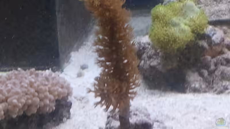 Gorgonie/Hornkoralle von David F. (22)