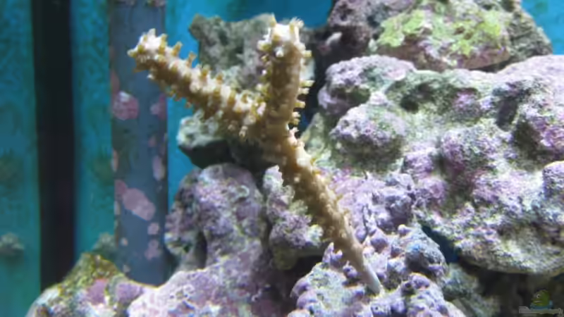 Gorgonie nach umbau höher positioniert von Christian Schneider (22)