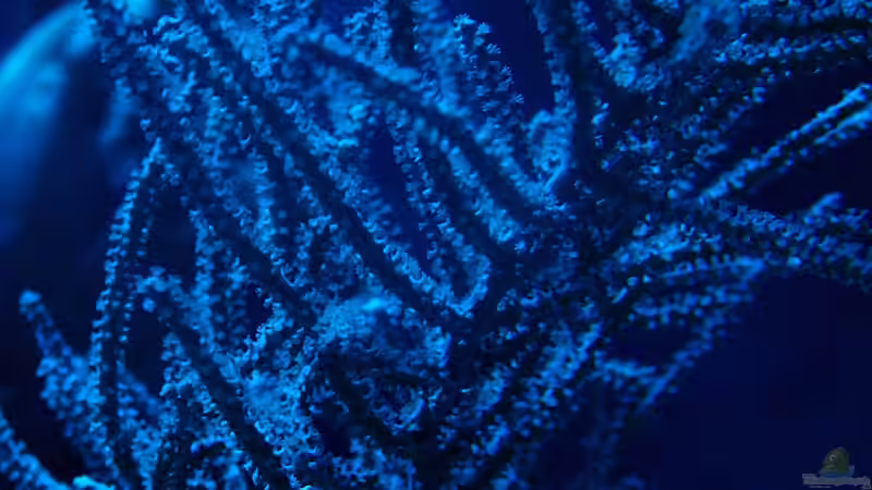 Gorgonie von .uschi (7)