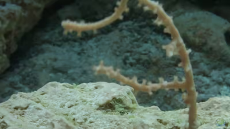 Gorgonie von Aquarienfreude (13)