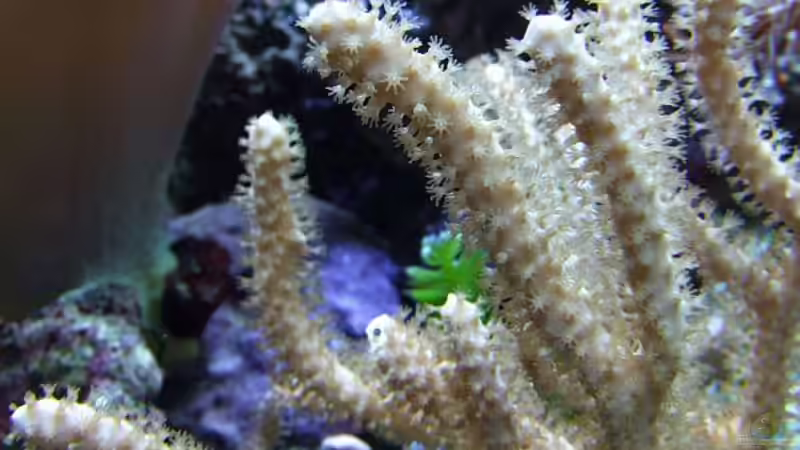 Gorgonie von Denise83 (11)