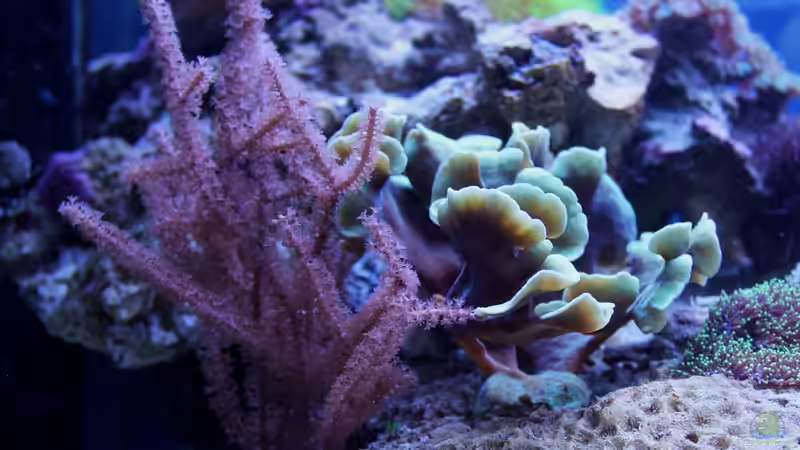 Gorgonie von die Perle... (23)