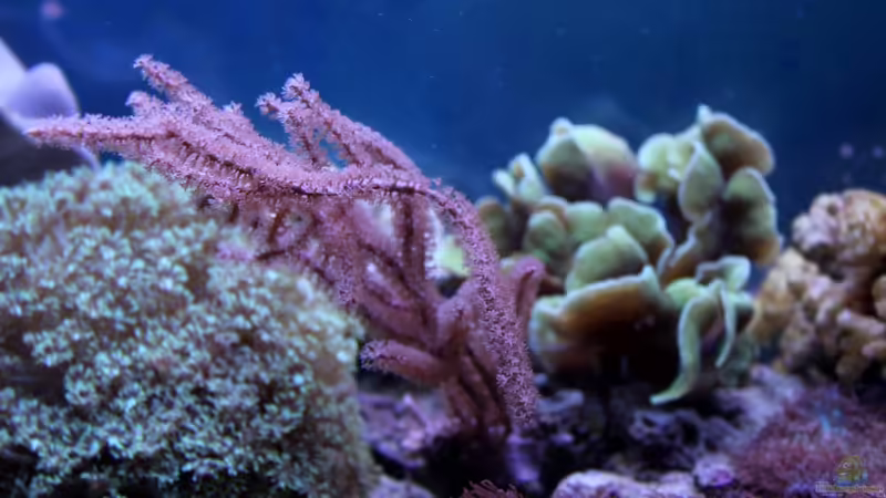 Gorgonie von die Perle... (33)