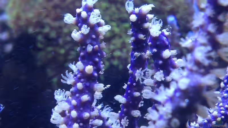 Gorgonie von Frank Haipeter (17)