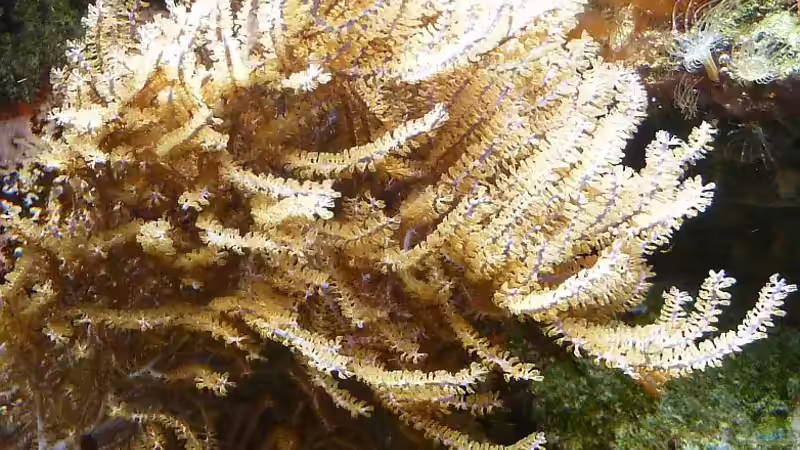 Gorgonie von Holger Höhn (4)