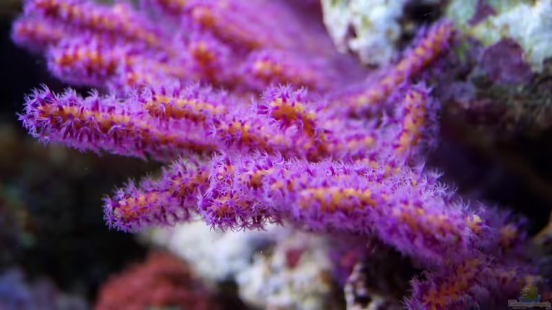 Gorgonie von MartinS (18)