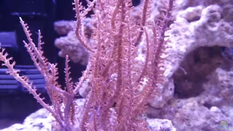 Gorgonie von Moepple (19)