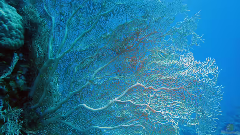 Gorgonien - Faszinierende Fächerkorallen im Meerwasseraquarium