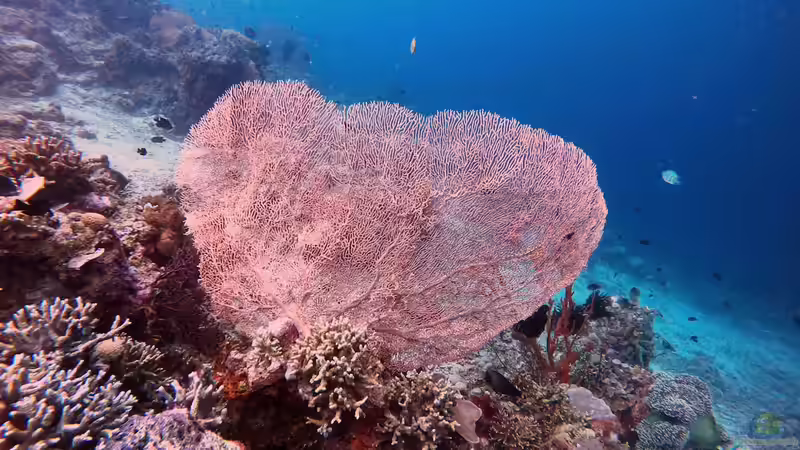 Gorgonien - Faszinierende Fächerkorallen im Meerwasseraquarium