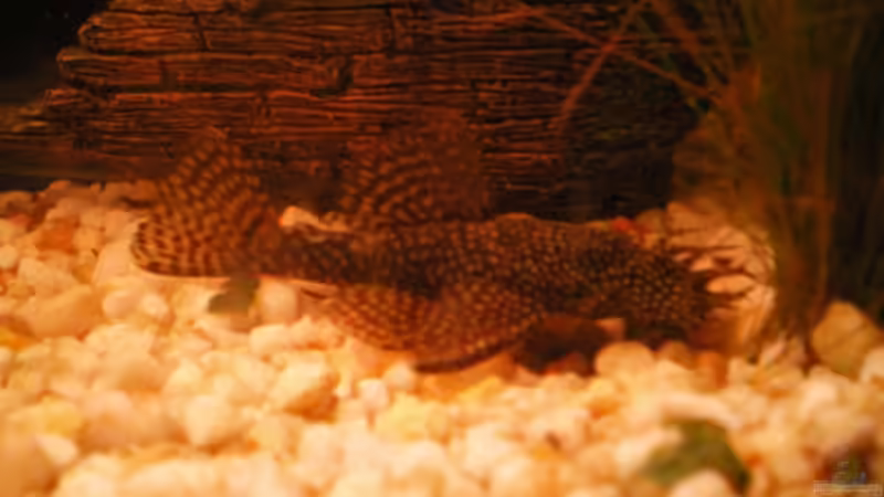 goßer blauerAnttennenwels2 von Thomas Weißleder (21)