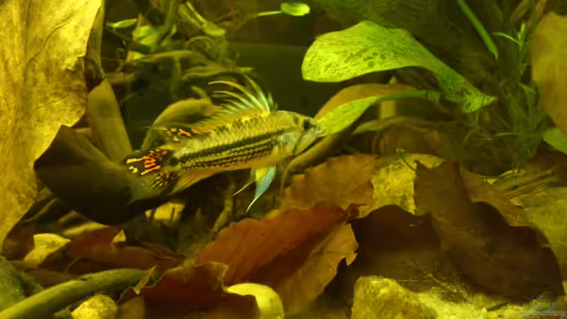 Gott hab Ihn seelig, war ein toller Kerl, 5 Jahre von Markus J. (30)