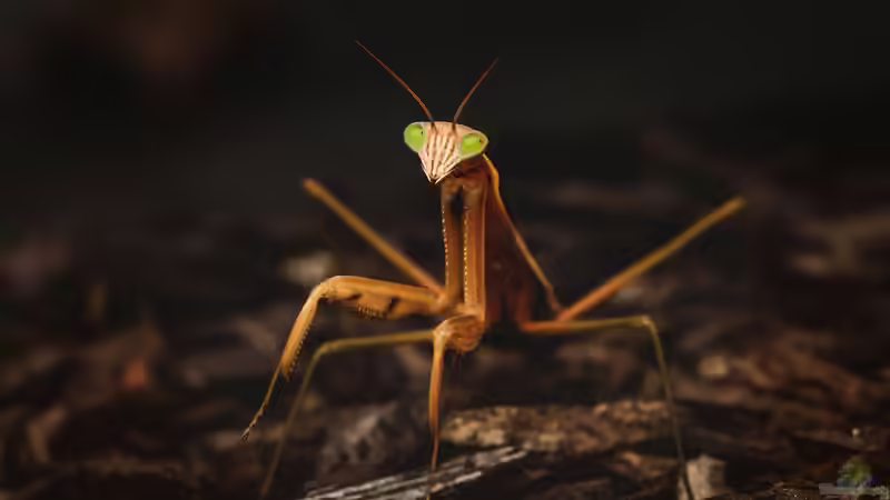 Gottesanbeterin: Diese Arten kannst du einfach im Terrarium halten