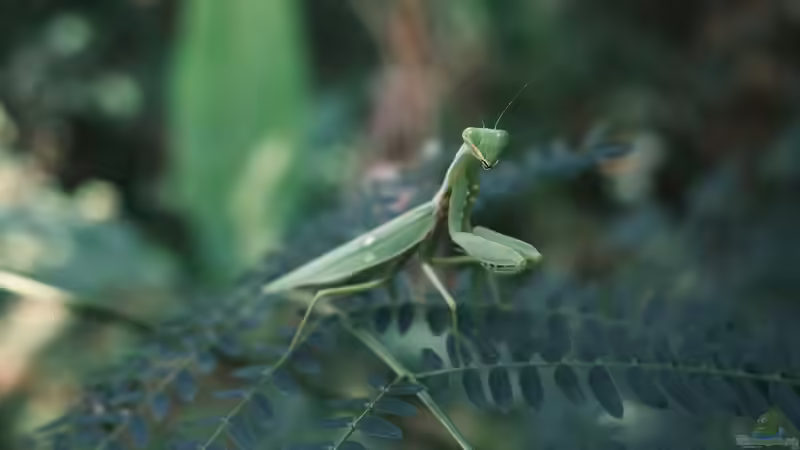 Gottesanbeterin: Diese Arten kannst du einfach im Terrarium halten