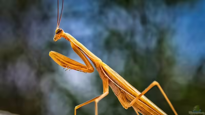 Gottesanbeterin: Für Kinder geeignete Exoten?