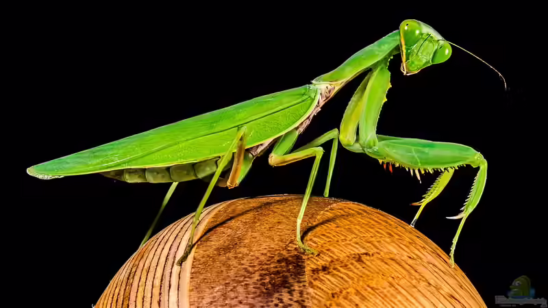 Gottesanbeterin: Für Kinder geeignete Exoten?