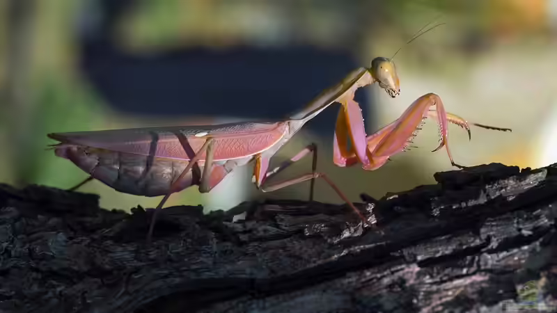 Gottesanbeterin: Für Kinder geeignete Exoten?