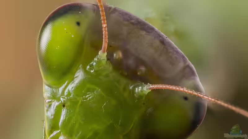 Gottesanbeterin: Für Kinder geeignete Exoten?