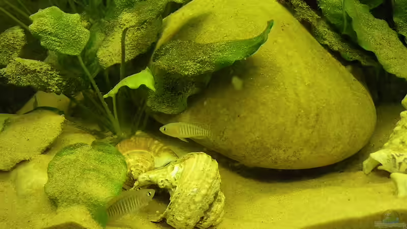 Grabarbeiten,und dass bei einer Größe von gerade mal 3 cm von Bazzi (32)