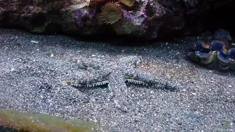 Grabender Seestern von The_Lizardking (31)