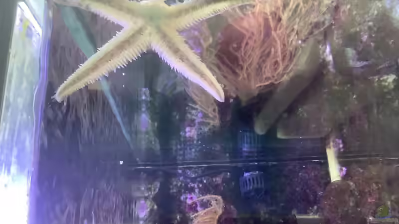 Grabenderseestern von Diver (19)