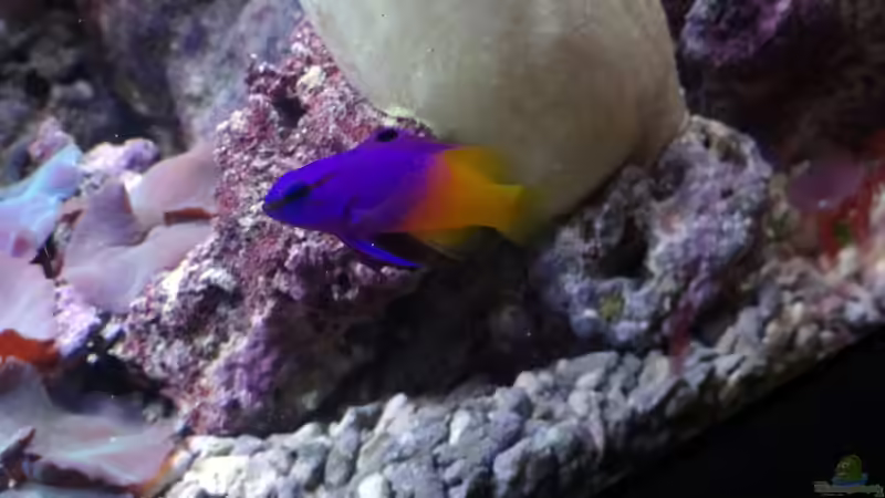 Aquarien mit Gramma loreto (Königs-Feenbarsch)