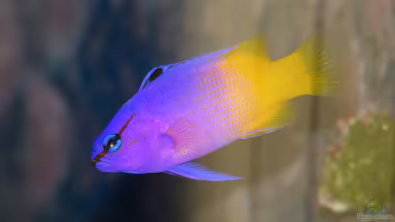 Aquarien mit Gramma loreto (Königs-Feenbarsch)