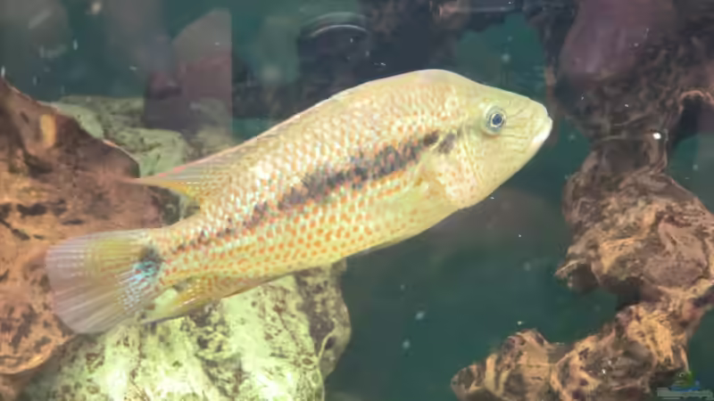 grammodes m von kojandt (12)