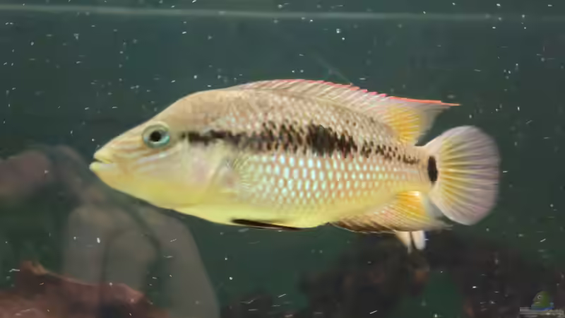 grammodes w von kojandt (13)