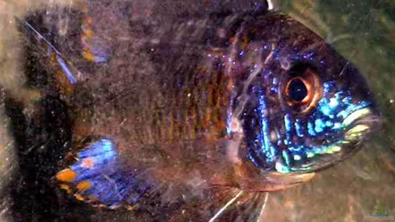 Granti von Saskia Geers (3)