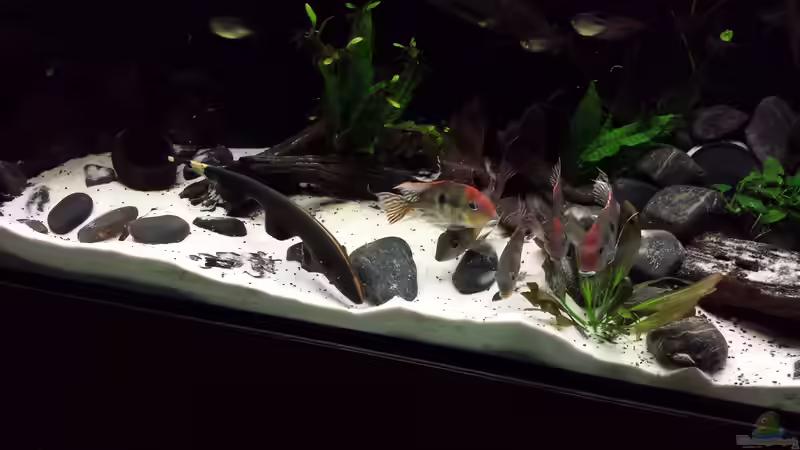 Granulatsucher von NRW (52)